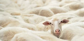 COVIDiocracy — or — The Tragedy of the “Commons”