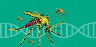 Overturning Zika: A Critical Analysis zika