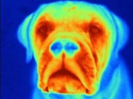 Pet scans cancer technologies