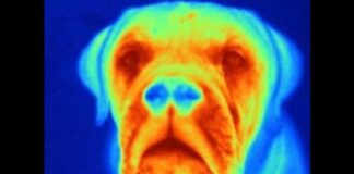 Immunotherapy in Cancer Treatment: Unveiling Hope and Challenges Pet scans cancer technologies