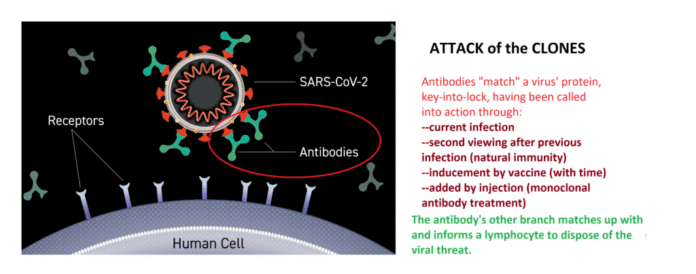 monoclonal antibody infusion