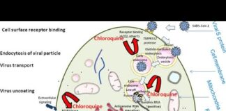The Chronicles of Coronavirus: Masks, Mandates, and Ivermectin