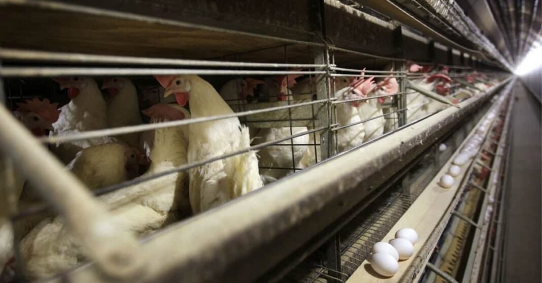 The Henocide: The bird flu panic’s engineered scarcity The Henocide: The bird flu panic’s engineered scarcity