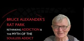 Rat Park Experiment: How Social Connection Explains Addiction Rat Park experiment addiction